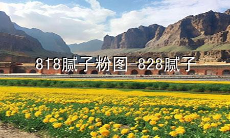 818腻子粉图-828腻子